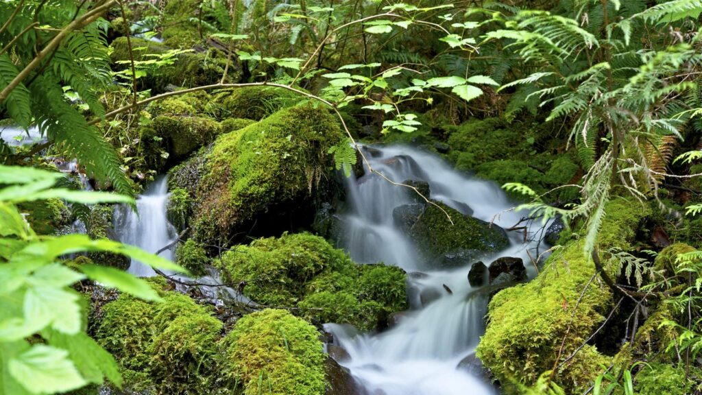 Moss-covered stones beside a small waterfall in a green forest