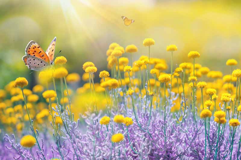 Yellow wildflowers and a butterfly in a sunlit meadow